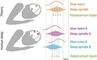 Local Sleep Oscillations: Implications for Memory Consolidation